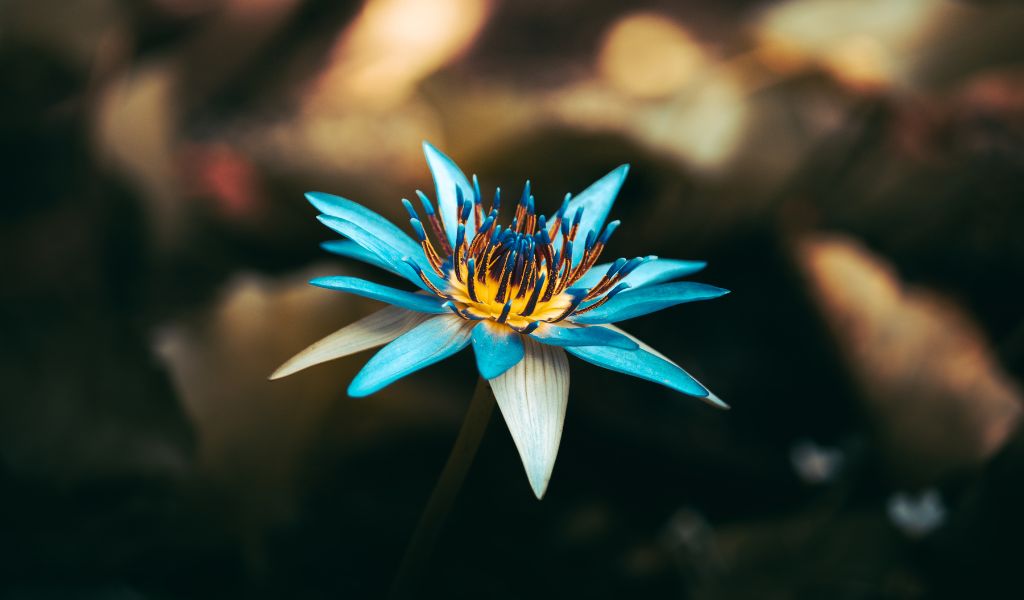 blue lotus effects