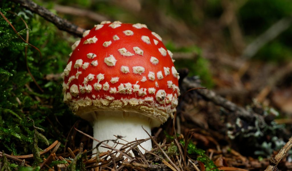 is amanita muscaria legal