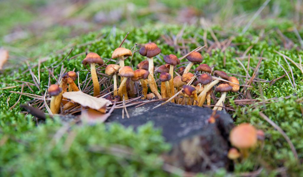 psilocybe